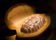 cacao