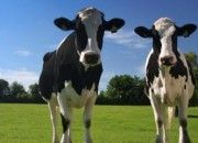 cows