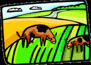 organic-cows-pigs-pasture