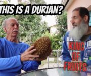 Taste The Best Durian Varieties In Your Own House